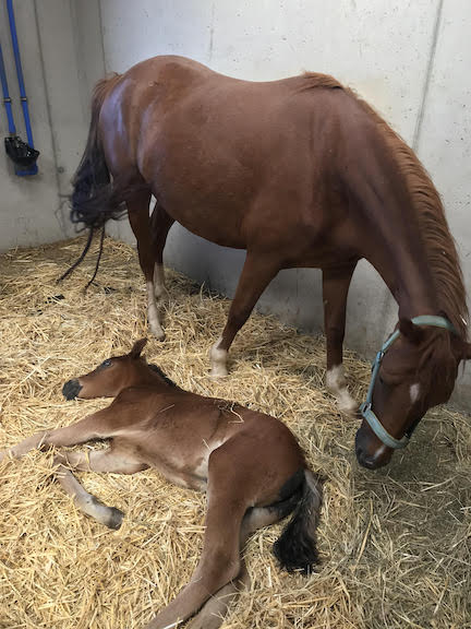 mother_horse_and_foal