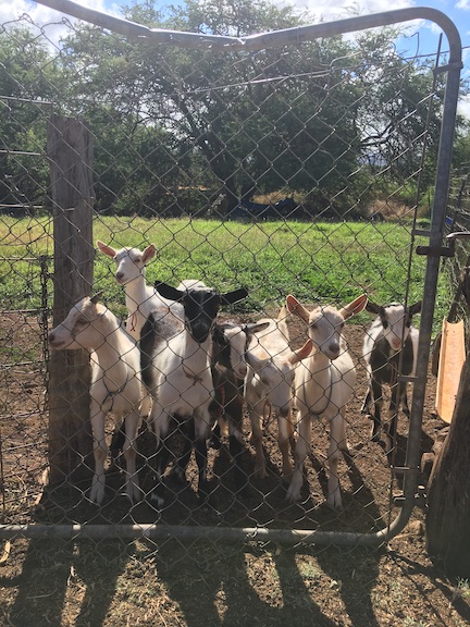 baby_goats_behind_fence